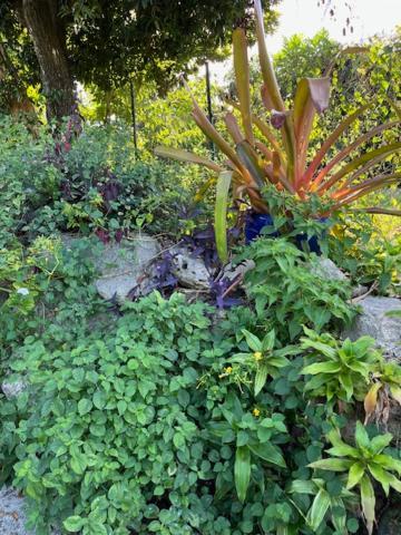 Jardin Des Anges-Bungalows Creoles Et Studio Льо Мул Екстериор снимка